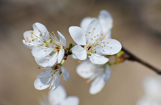 Die ersten filigranen Blütenknospen (2), ...