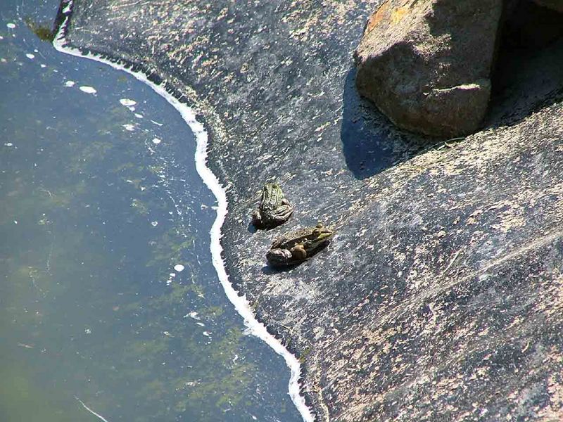 Die ersten FKK-Gäste am Teichstrand