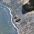 Die ersten FKK-Gäste am Teichstrand