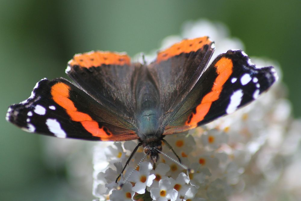 die Ersten flattern schon