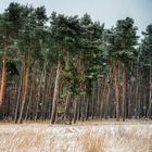 die ersten Flocken