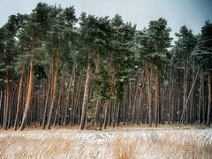 die ersten Flocken