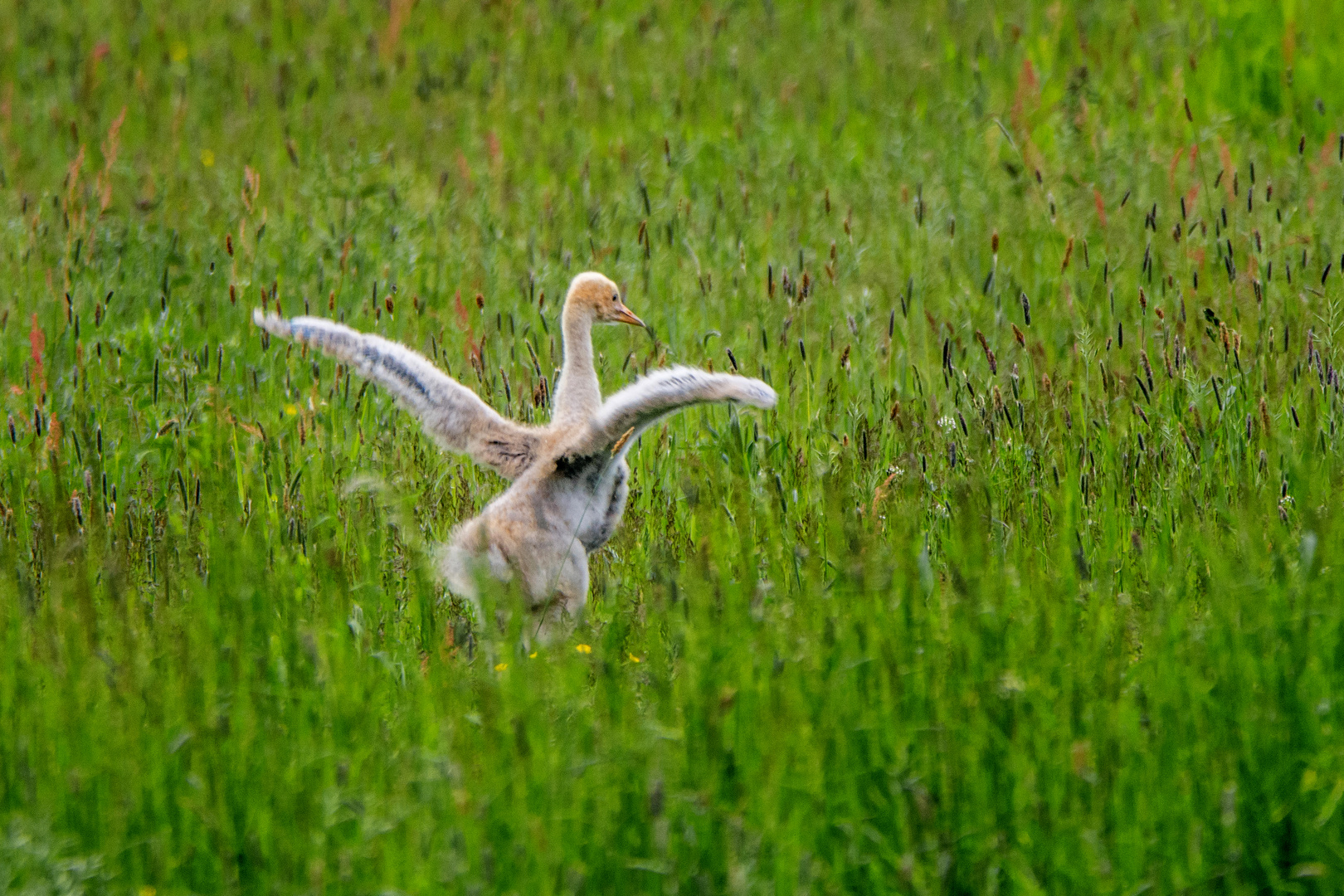 Die ersten Flugversuche