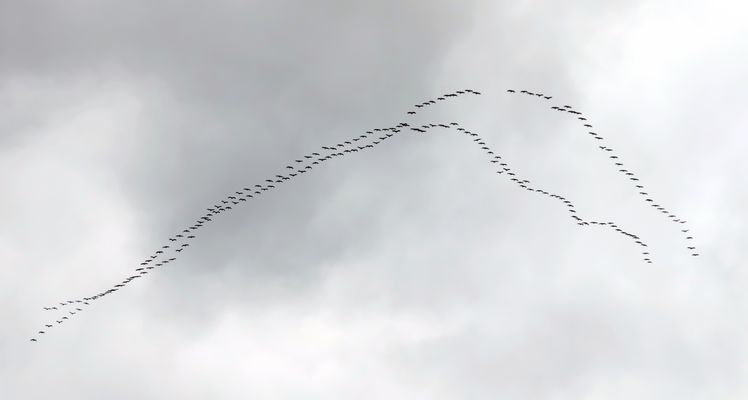 die ersten Formationen...