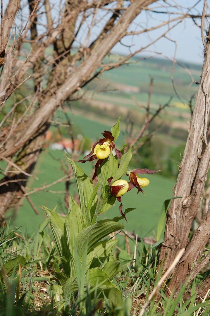 Die ersten Frauenschublühten in Nordhessen 5.5.10