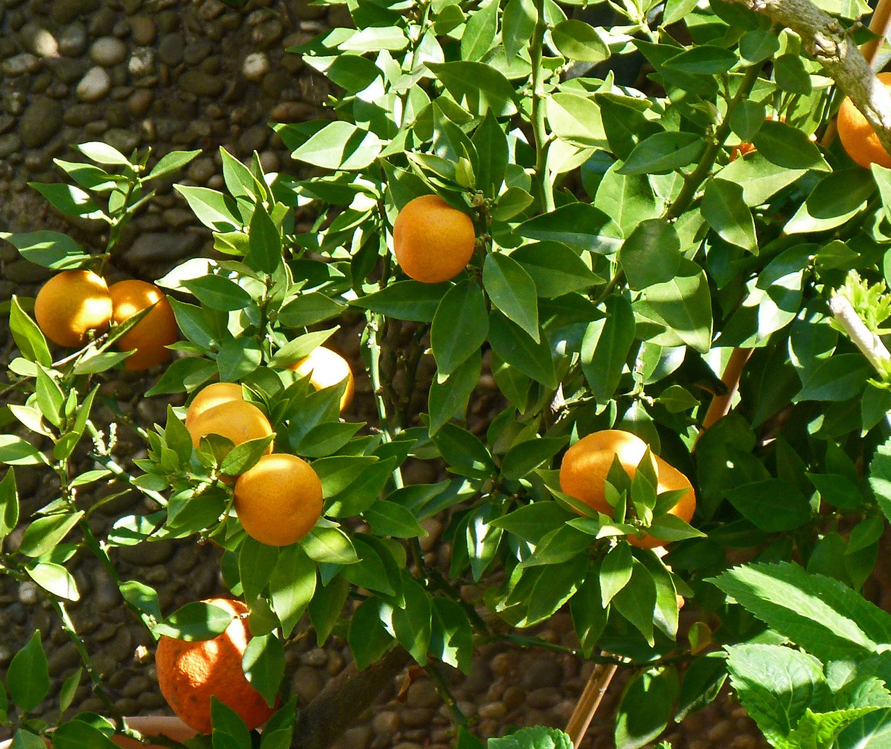 Die ersten Früchte des Jahres - wenn auch nur auf der Terrasse