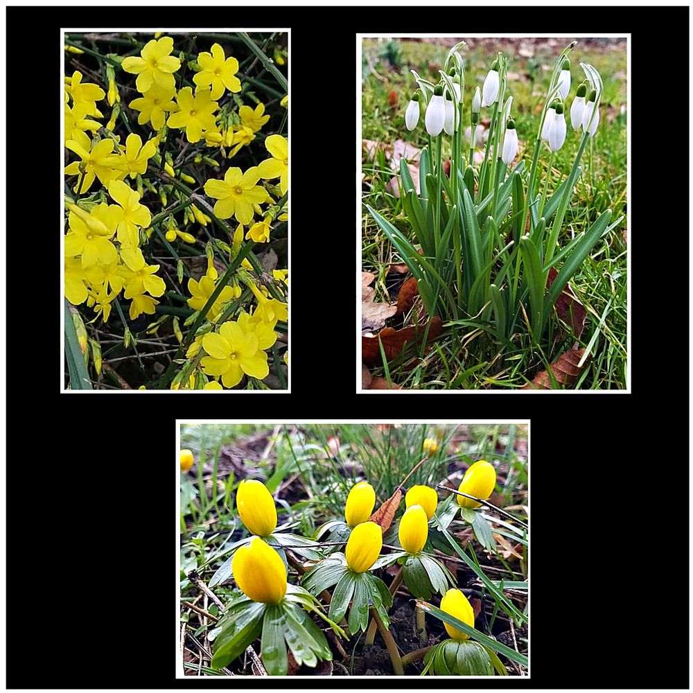 Die ersten Frühblüher Foto & Bild pflanzen, pilze & flechten, blüten