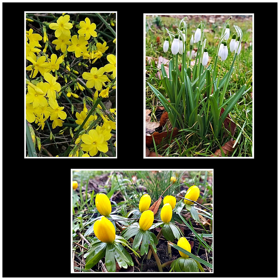 Die ersten Frühblüher Foto & Bild pflanzen, pilze & flechten, blüten