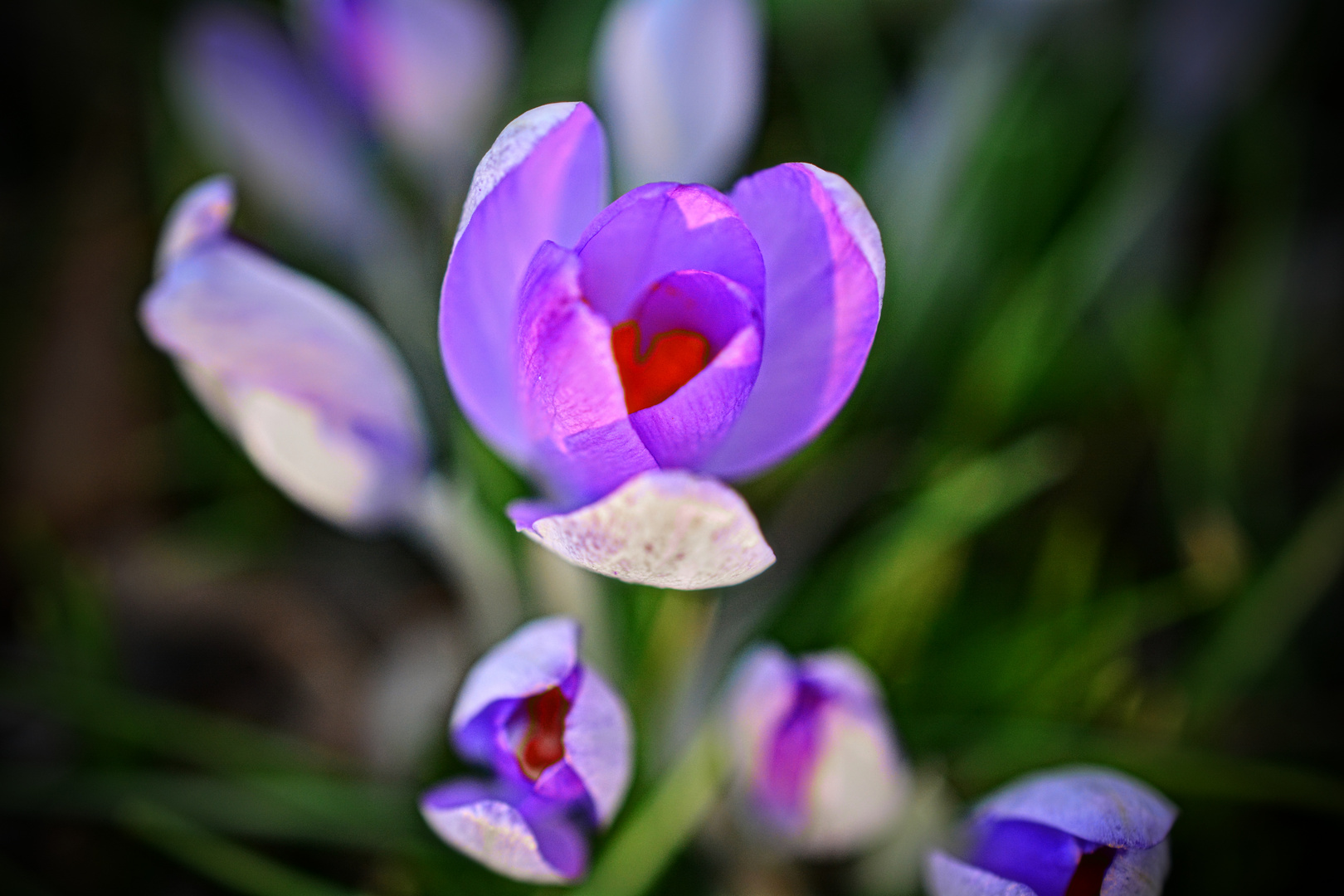 Die ersten Frühblüher (Krokusse)