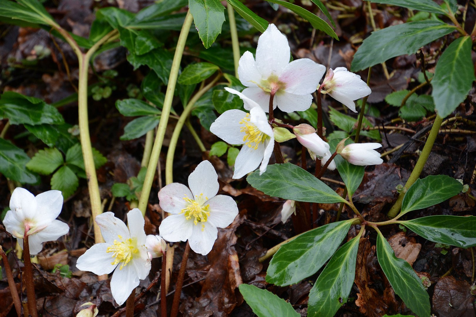 Die ersten Frühblüher sind da: Christrosen.