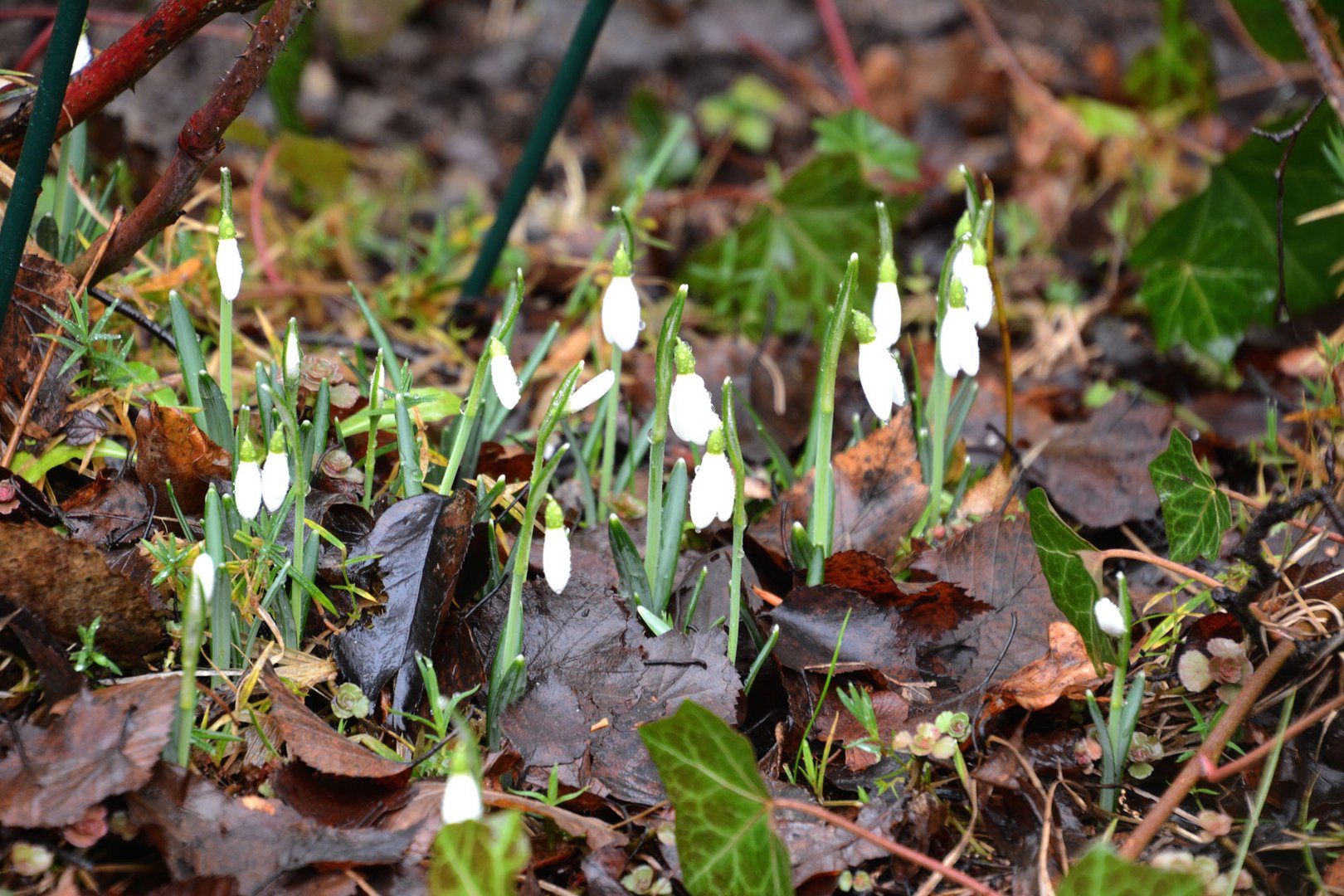 Die ersten Frühblüher zeigen sich: Schneeglöckchen