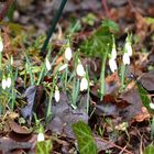 Die ersten Frühblüher zeigen sich: Schneeglöckchen