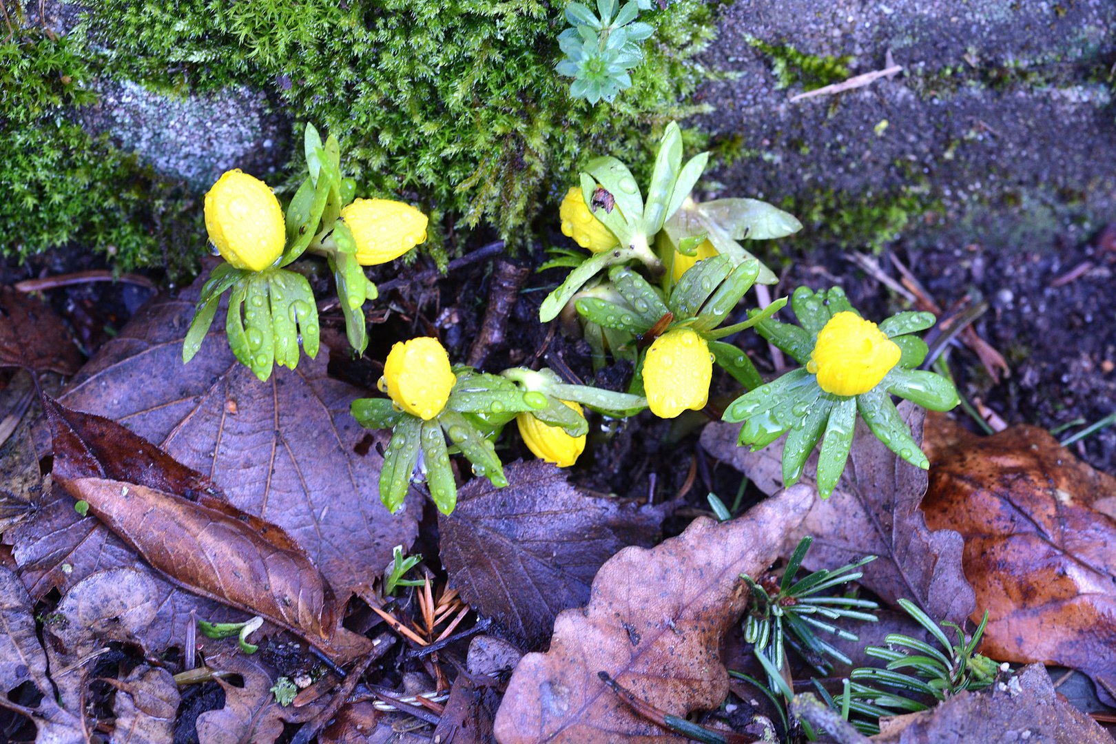 Die ersten Frühblüher zeigen sich: Winterlinge