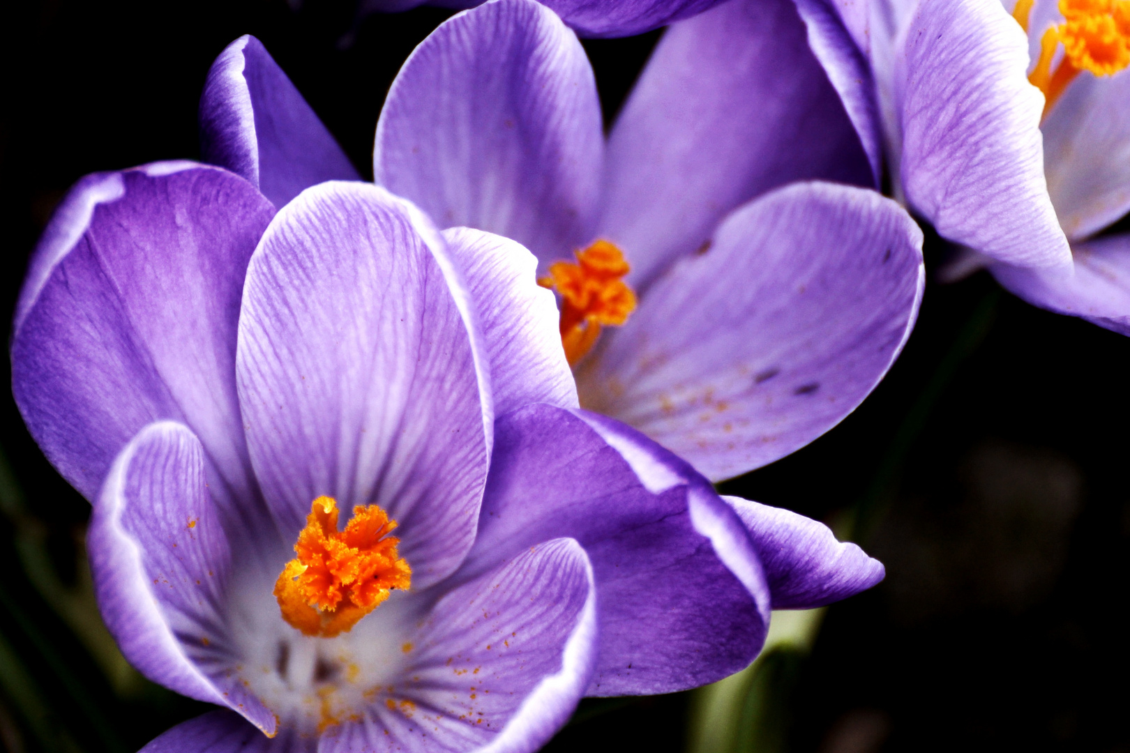 Die ersten frühlings Blumen !