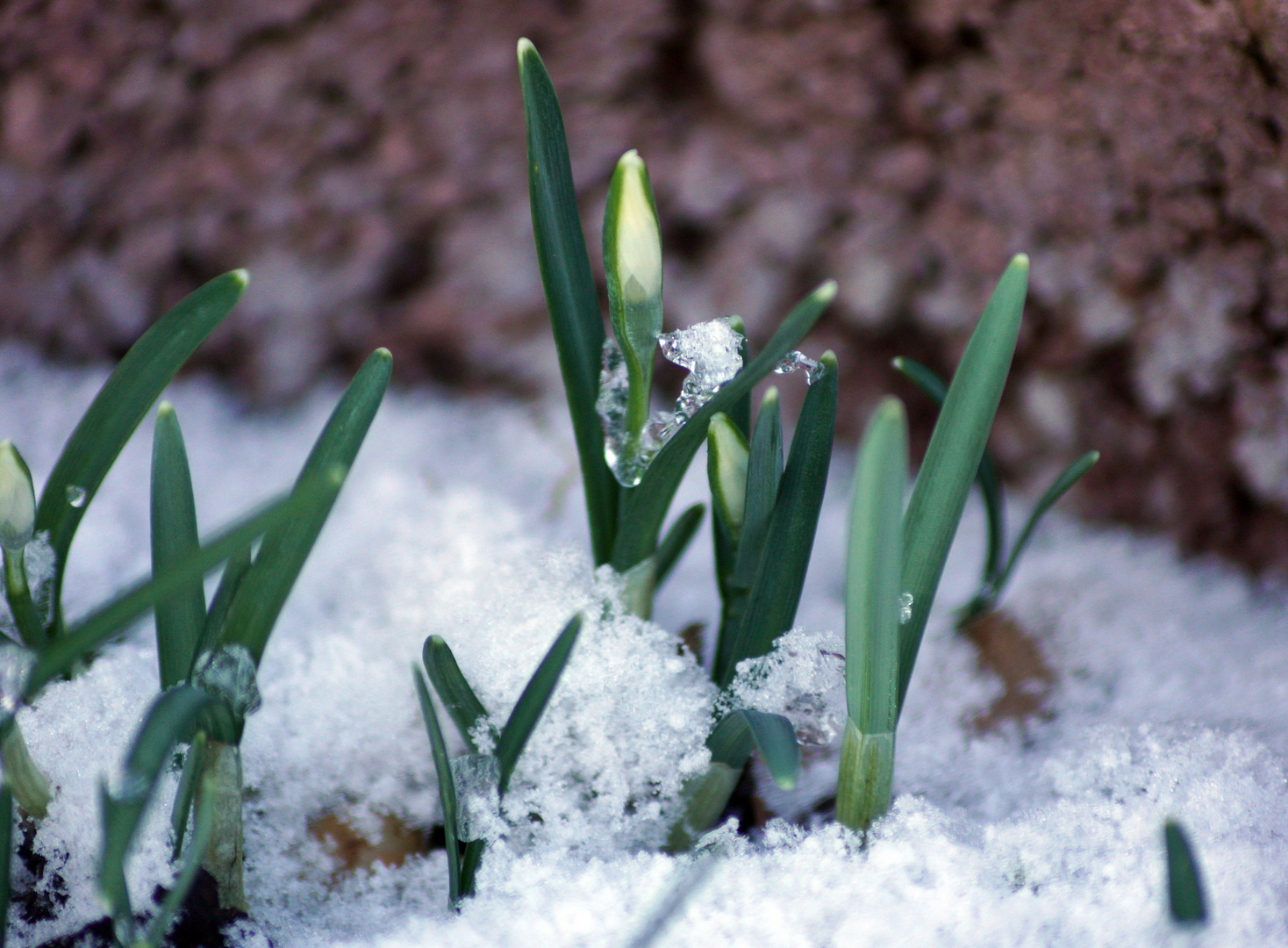 Die ersten Frühlings boten