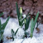 Die ersten Frühlings boten