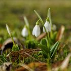 Die ersten Frühlings boten 