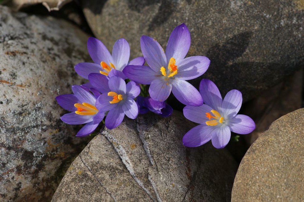 Die ersten Frühlings Vorboten in meinem Garten .