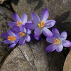 Die ersten Frühlings Vorboten in meinem Garten .