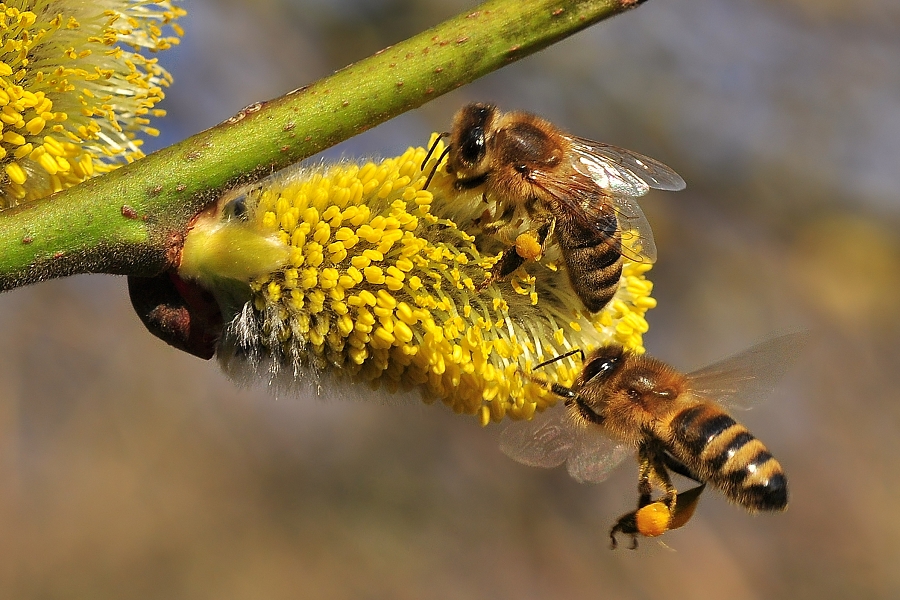 Die ersten Frühlingsbienen.....