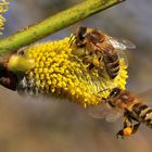 Die ersten Frühlingsbienen.....