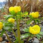 Die ersten Frühlingsblümchen