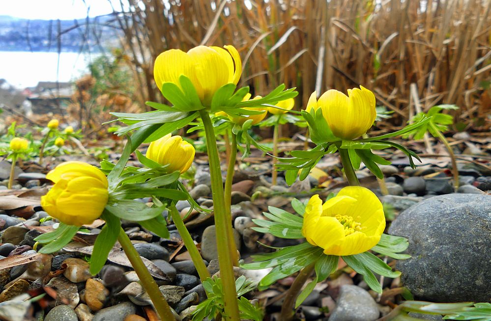 Die ersten Frühlingsblümchen