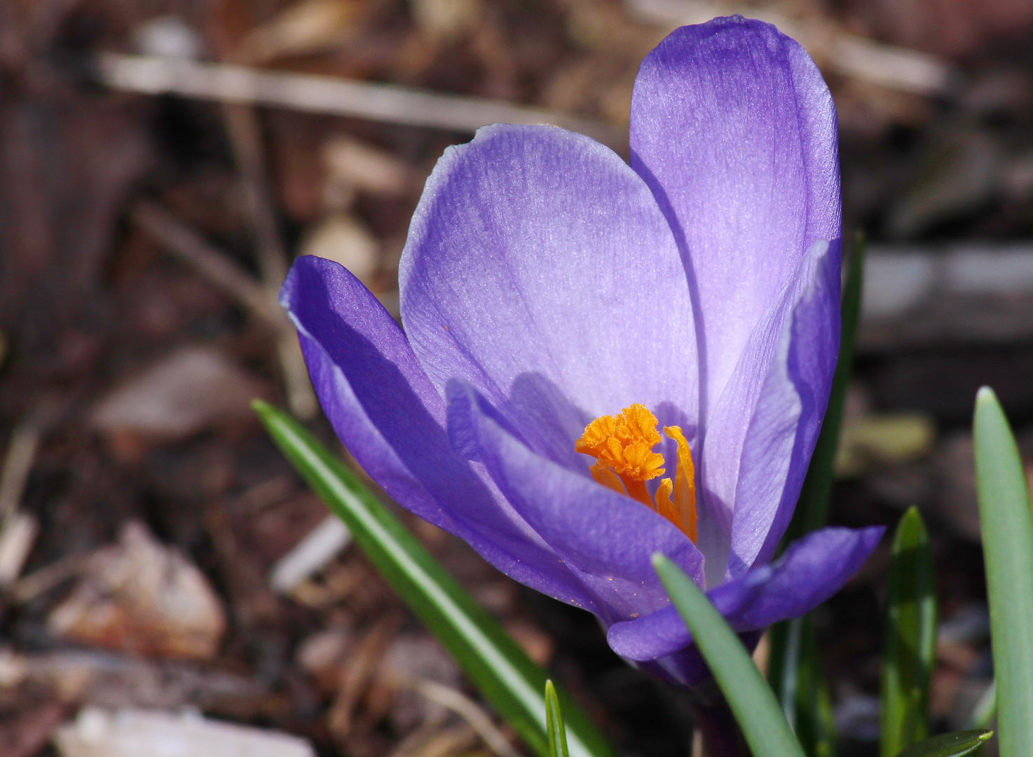 Die ersten Frühlingsblüten ...