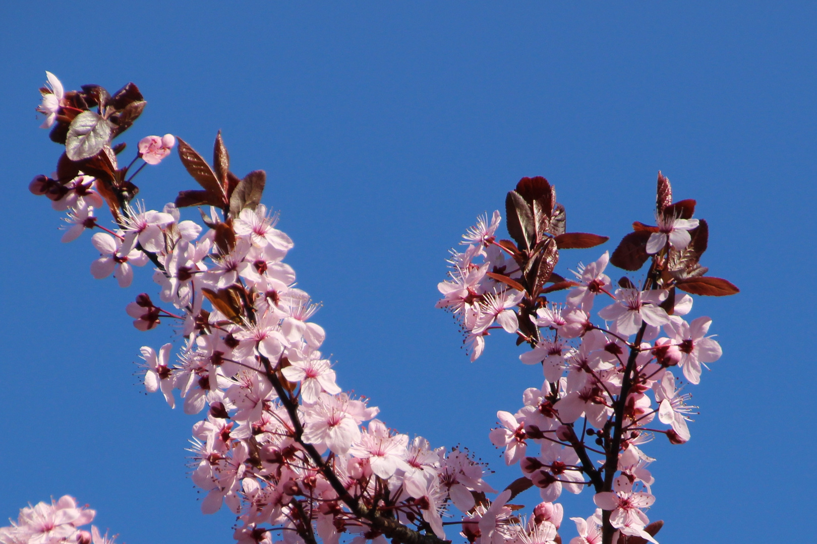 die ersten Frühlingsblüten