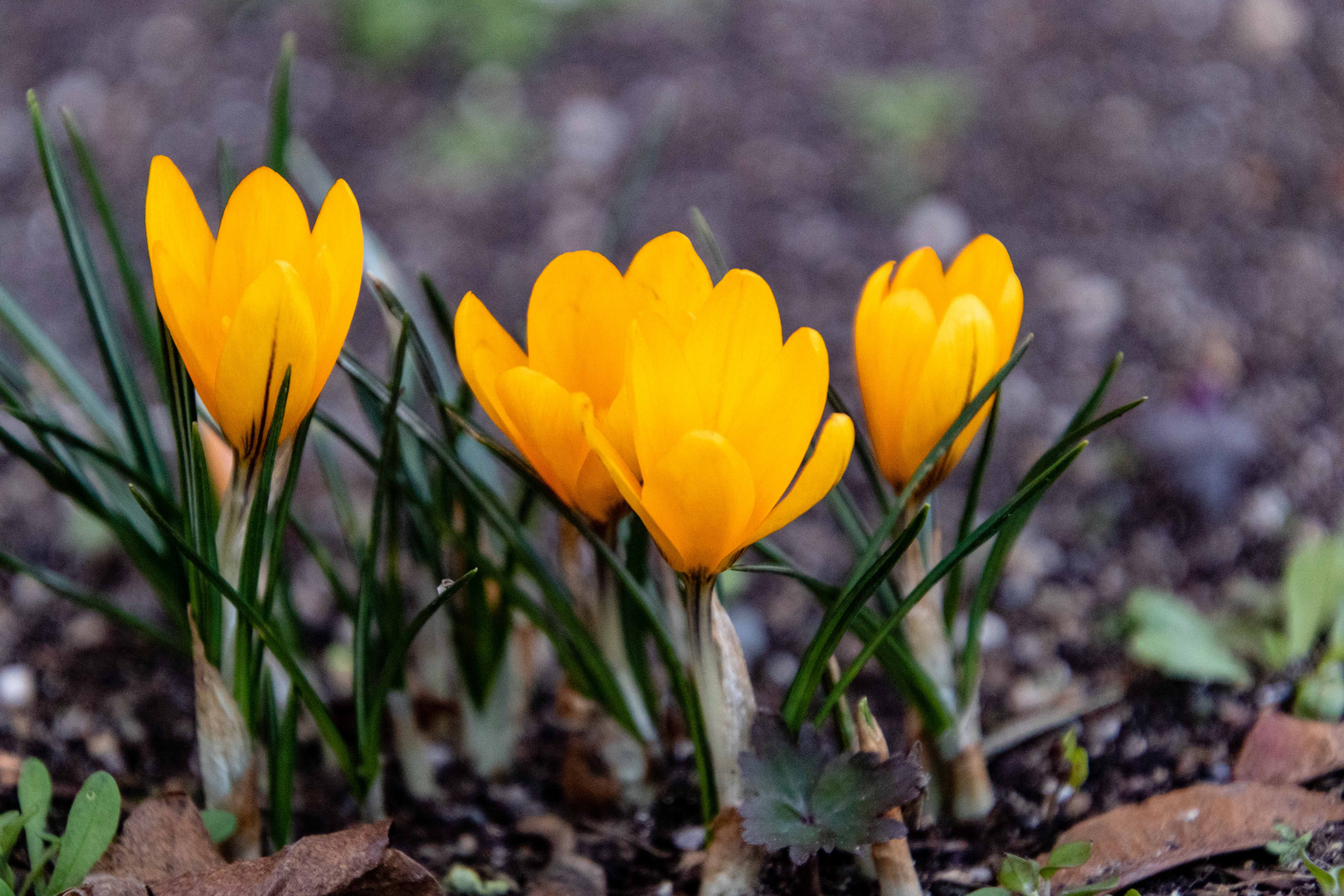 Die ersten Frühlingsblumen ...............