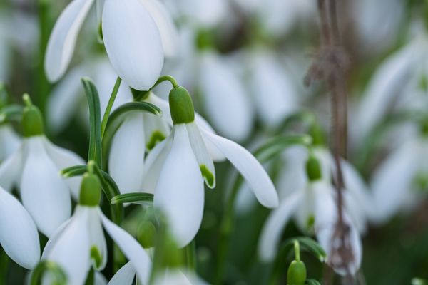 Die ersten Frühlingsblumen, Schneeglöckchenfeld