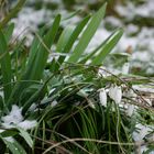 Die ersten Frühlingsboten