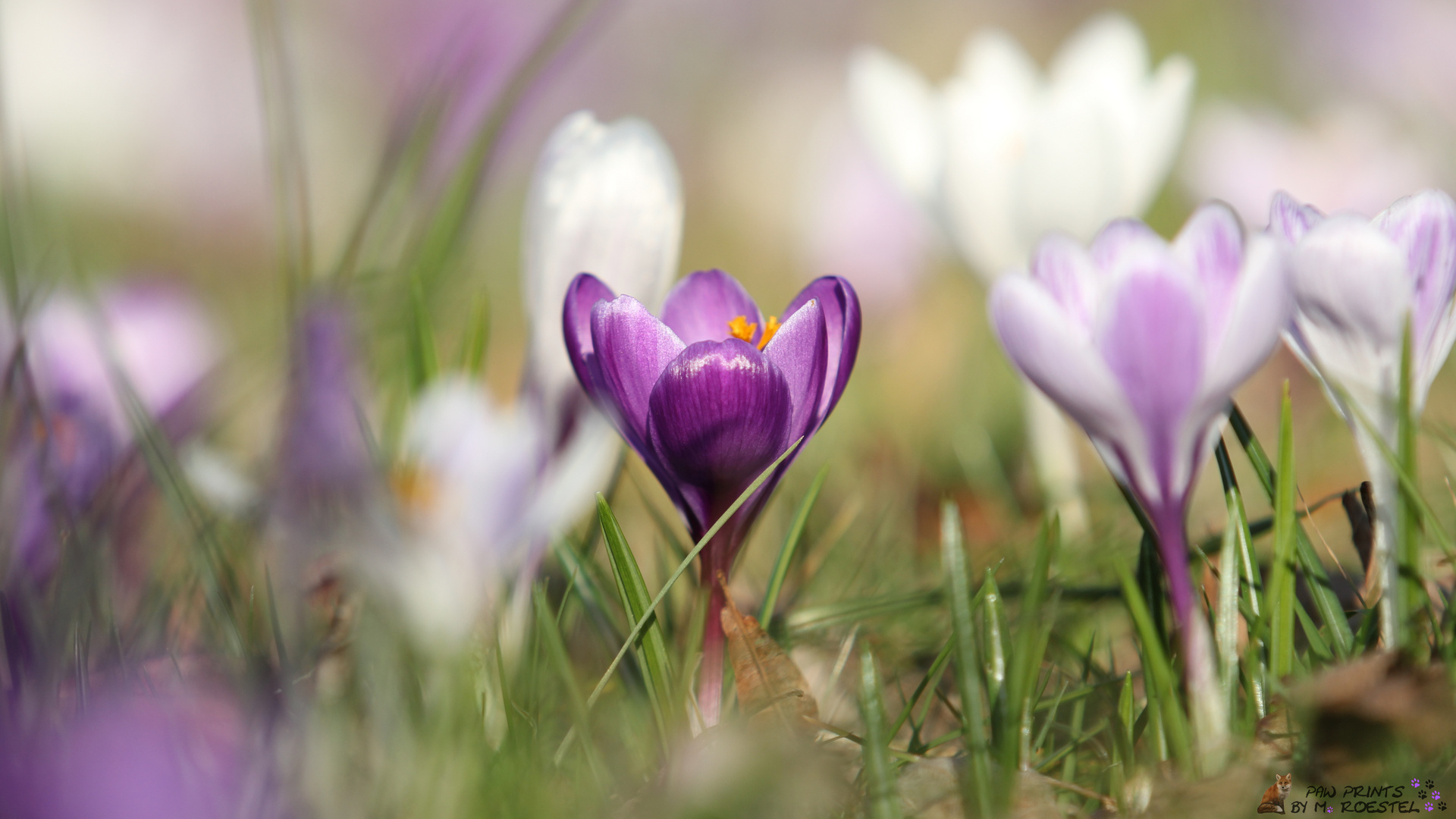 Die ersten Frühlingsboten