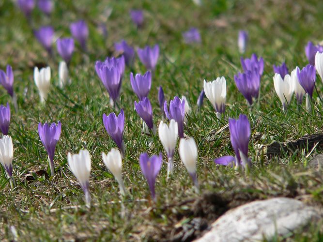 die ersten Frühlingsboten ...