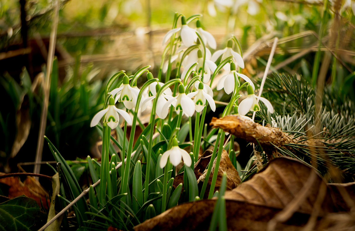 die ersten Frühlingsboten