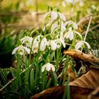 die ersten Frühlingsboten