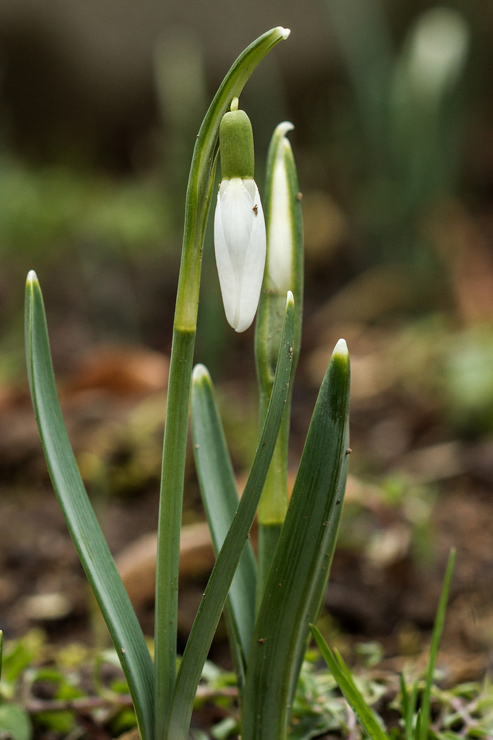 Die ersten Frühlingsboten