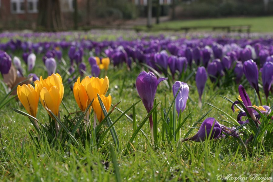 Die ersten Frühlingsboten 2007 - Nr. 2