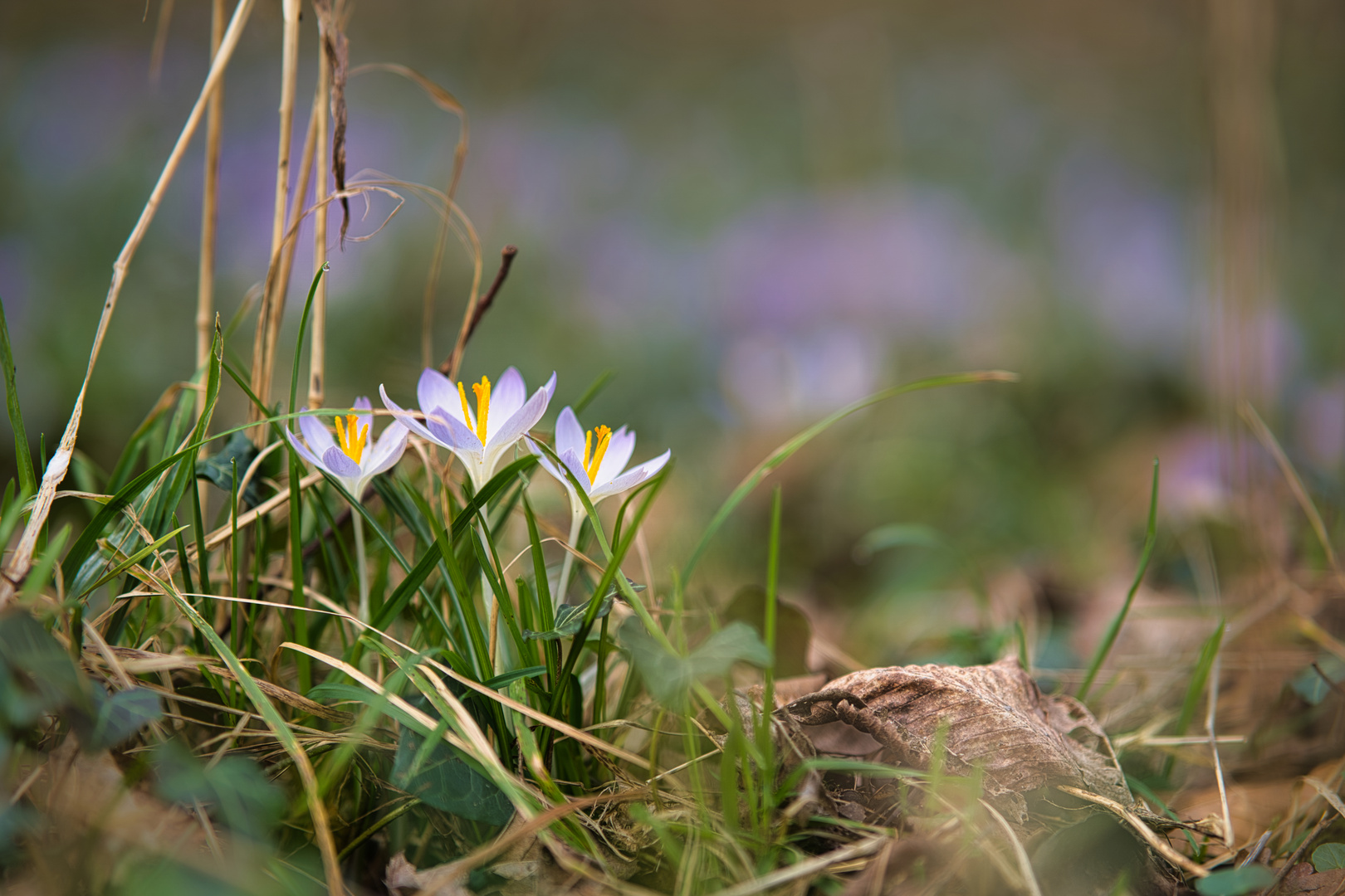 Die ersten Frühlingsboten