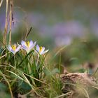 Die ersten Frühlingsboten