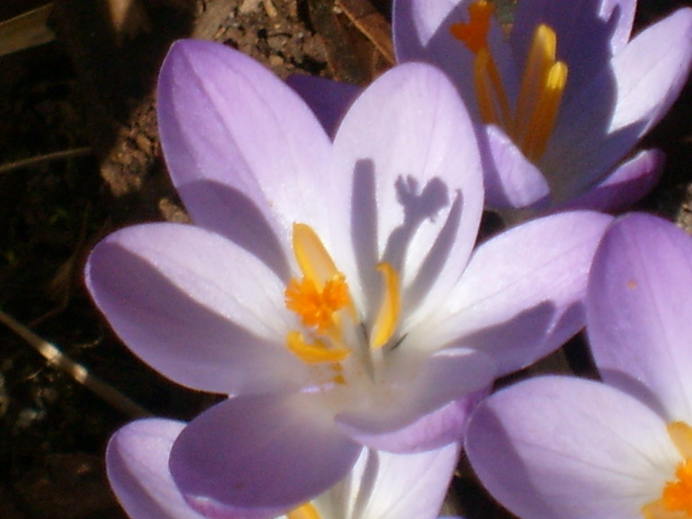 Die ersten Frühlingsboten