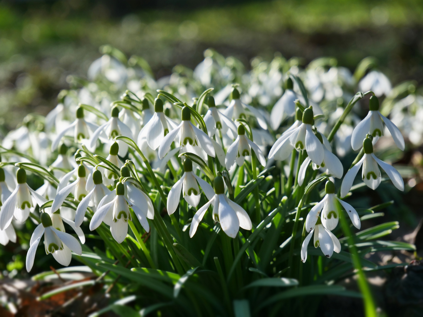 Die ersten Frühlingsboten