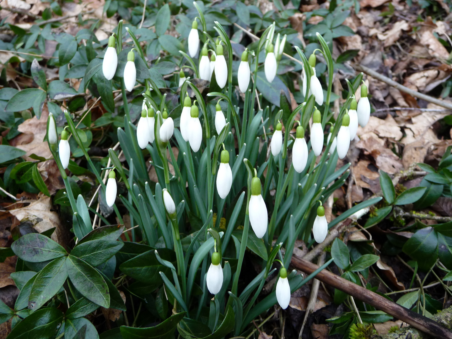 die ersten Frühlingsboten