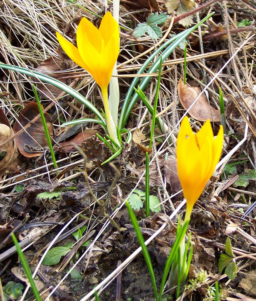 Die ersten Frühlingsboten.