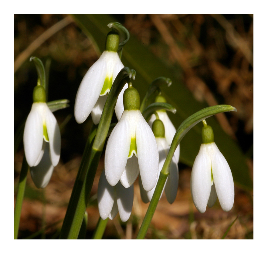 Die ersten Frühlingsboten