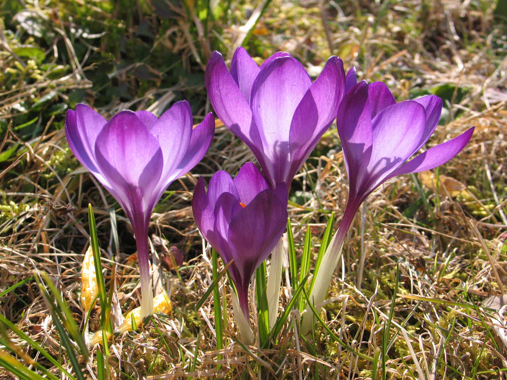 Die ersten Frühlingsboten