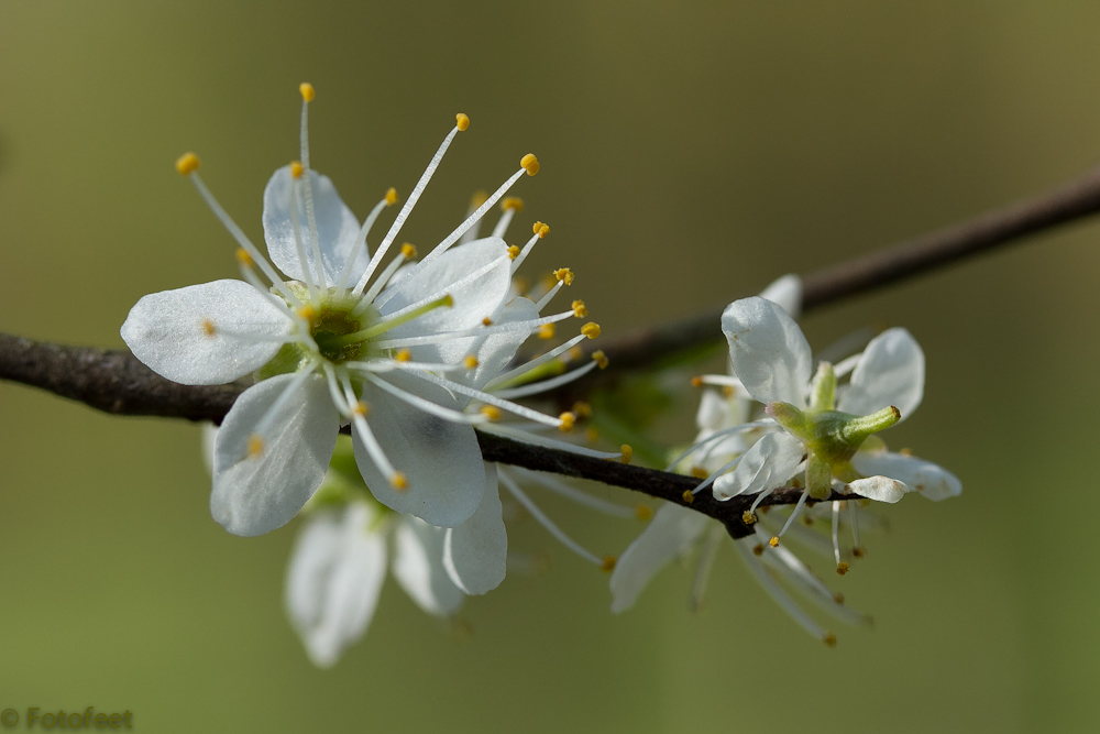 die ersten Frühlingsboten ...