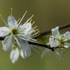 die ersten Frühlingsboten ...