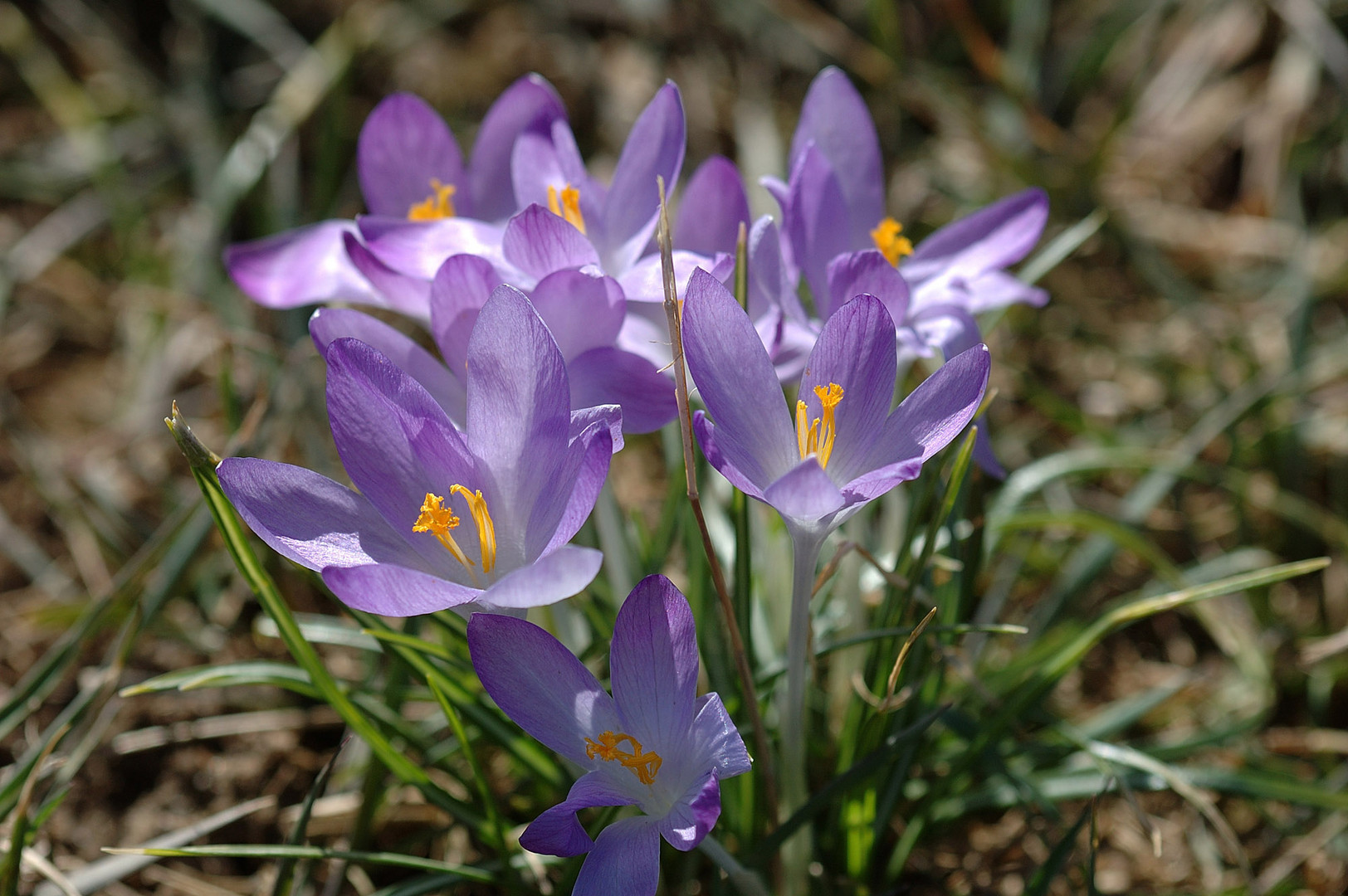 Die ersten Frühlingsboten