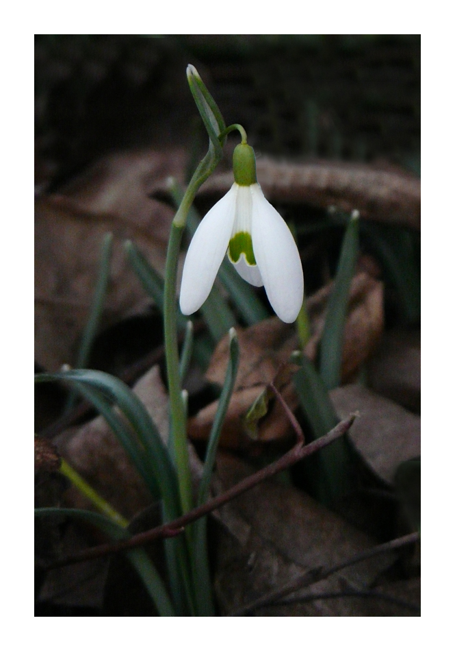 Die ersten Frühlingsboten